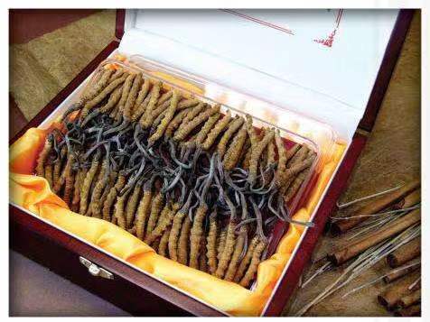 新荣冬虫夏草回收